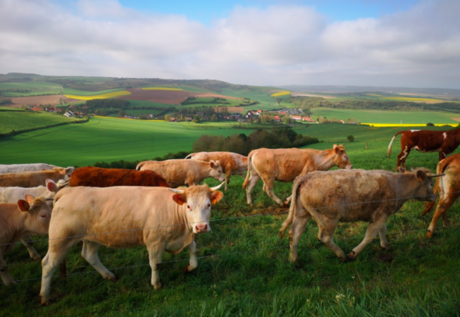 les vaches polychromes, rue des monts