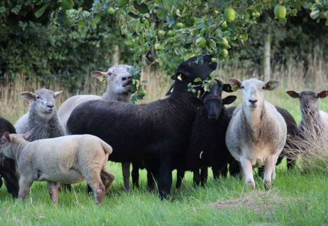 moutons hervelinghen